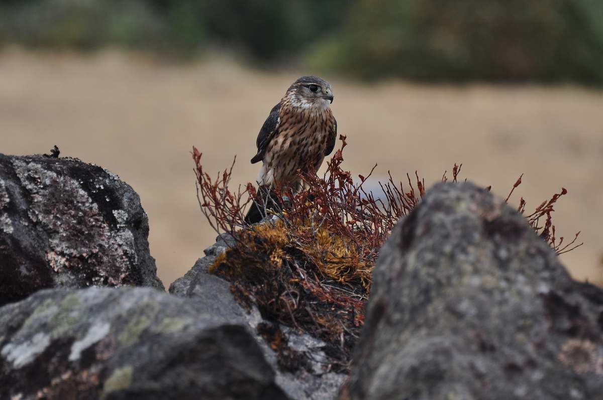 bird eagle perched on rock close-up photography buzzard