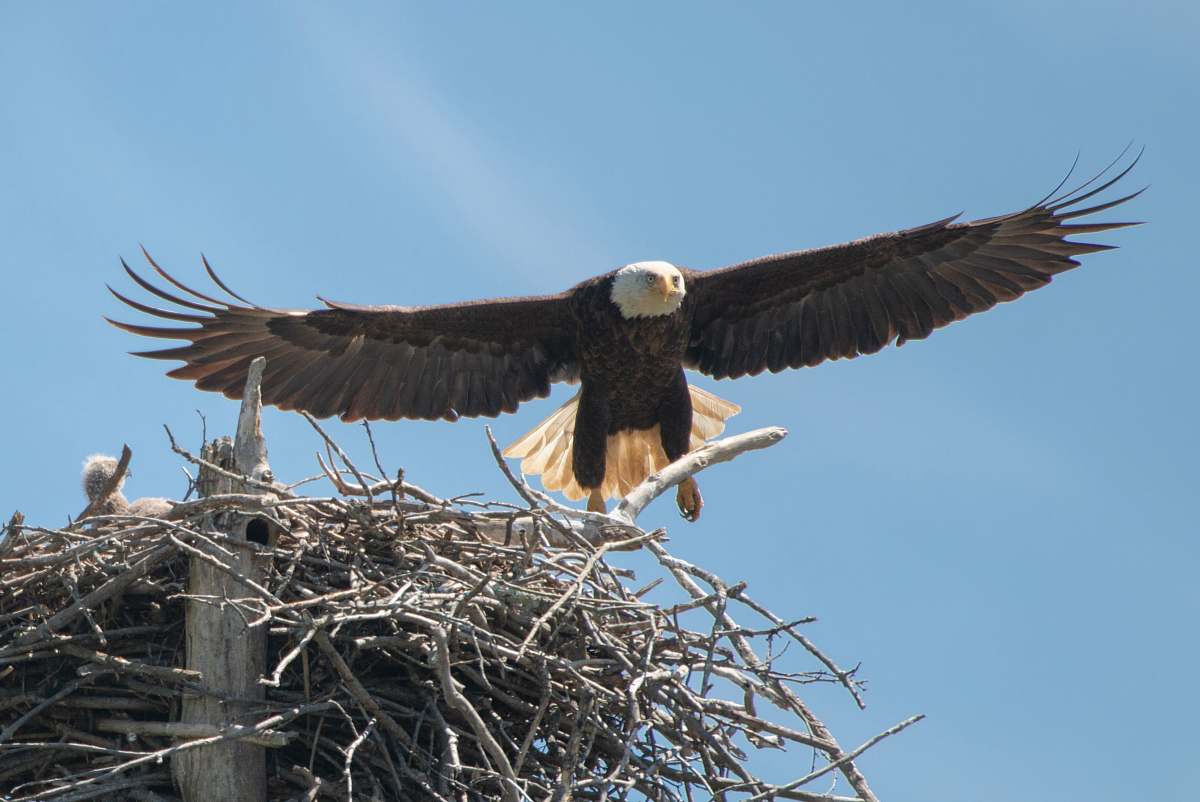 bird Eagle soaring near nest eagle