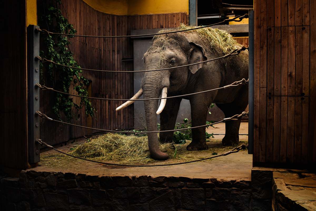 mammal elephant calf in room with metal wires elephant