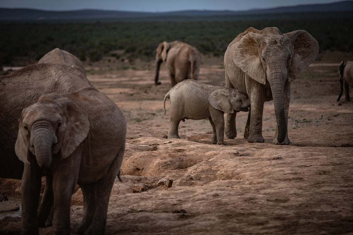 mammal elephant on brown open field during daytime elephant