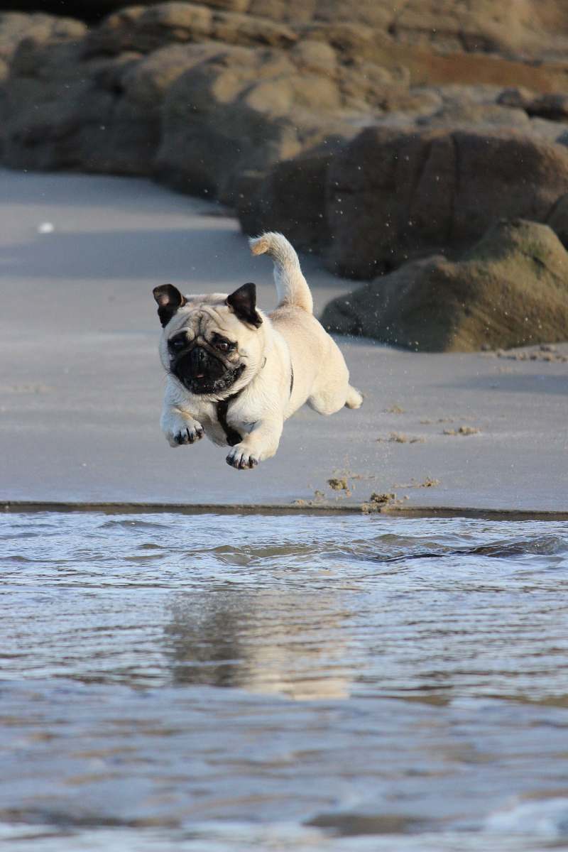 dog fawn pug jumping on water pug