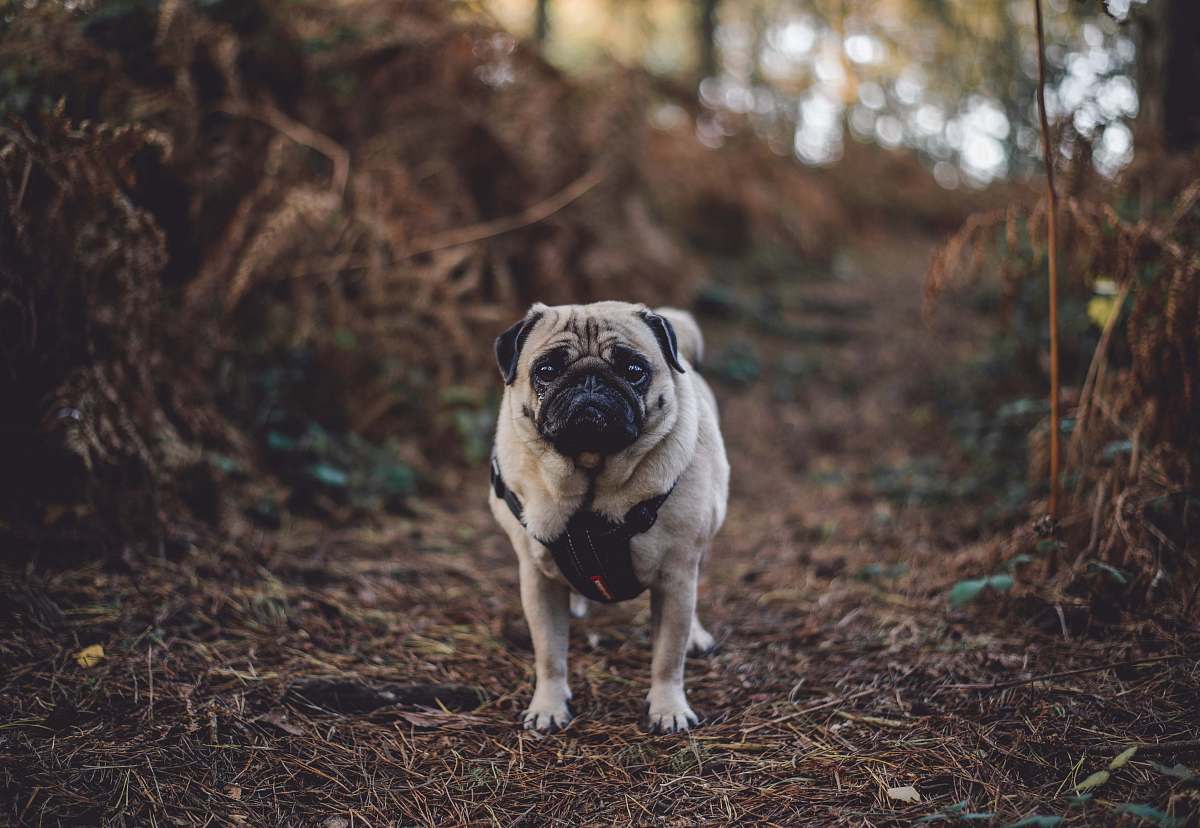 pet fawn pug standing between of bushes pug
