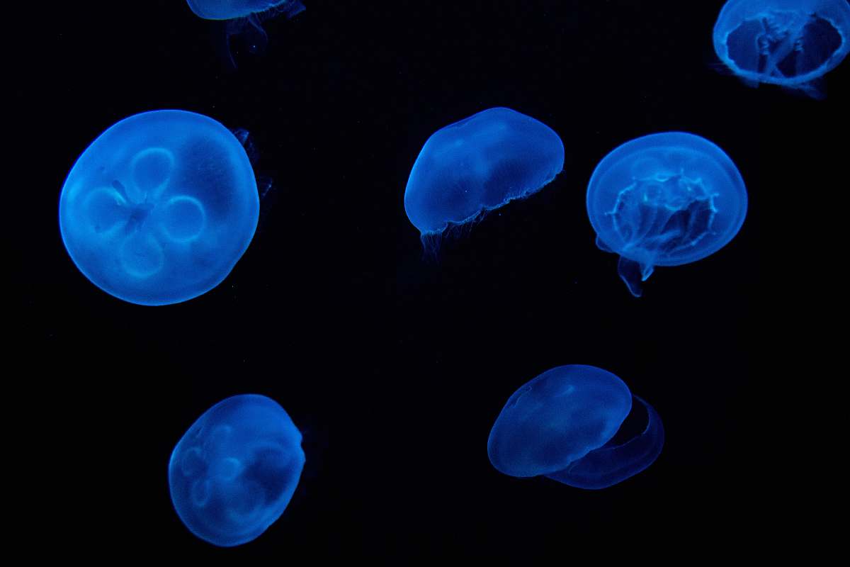 Jellyfish Five Blue Jellyfish Digital Wallpaper Sea Life Image Free Stock Photo