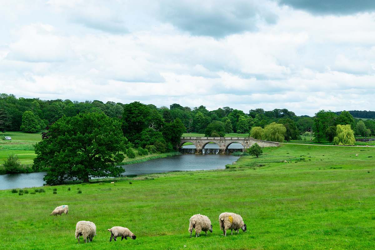mammal five white sheeps in green grass field near river with bridge sheep