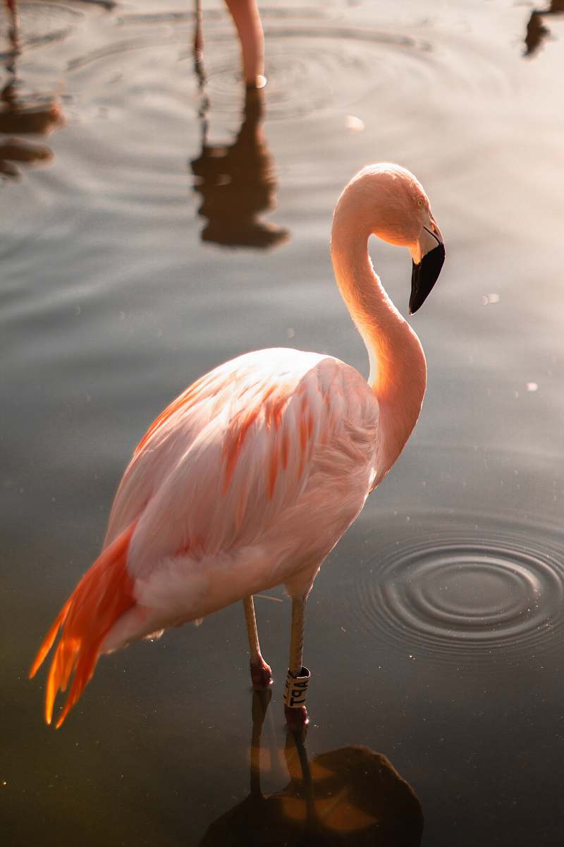 bird flamingo on body of water water