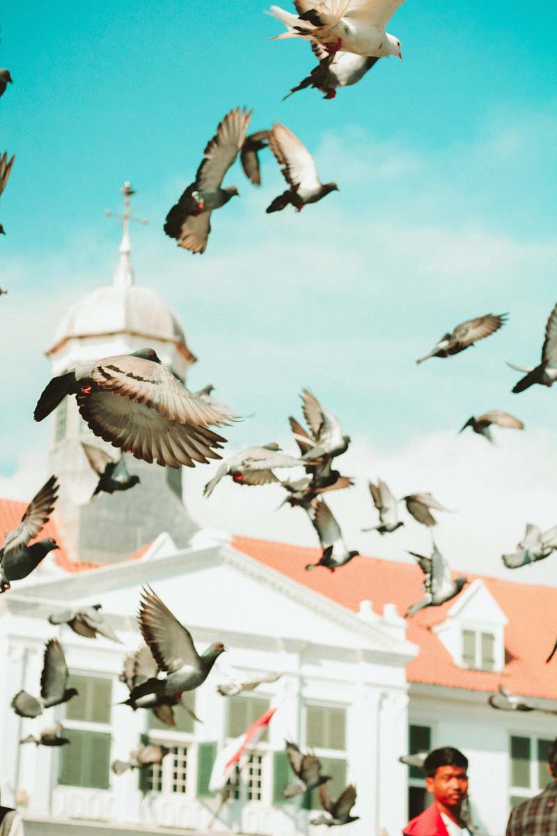 bird flight of bird human