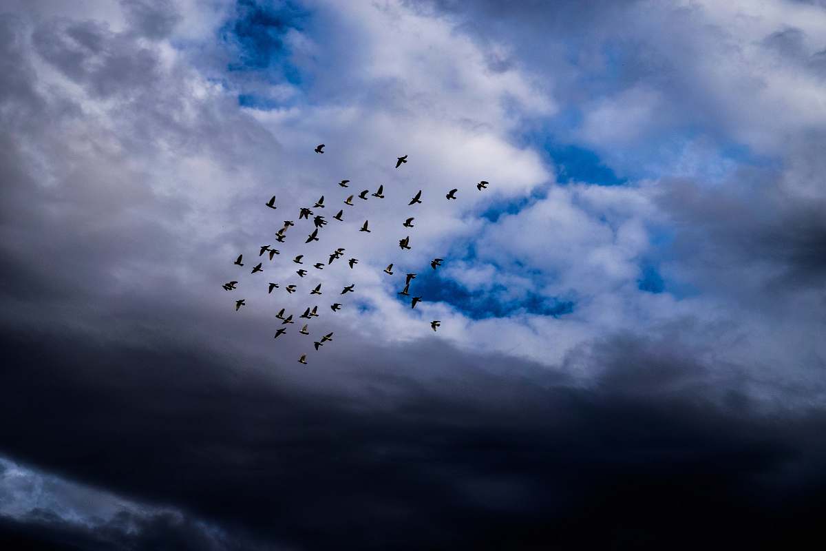 bird flock of bird flying on mid air flock