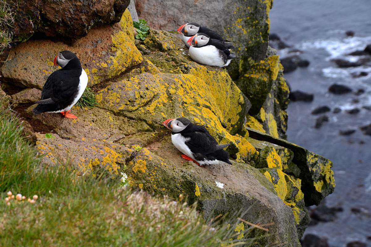 bird flock of bird standing on stone puffin