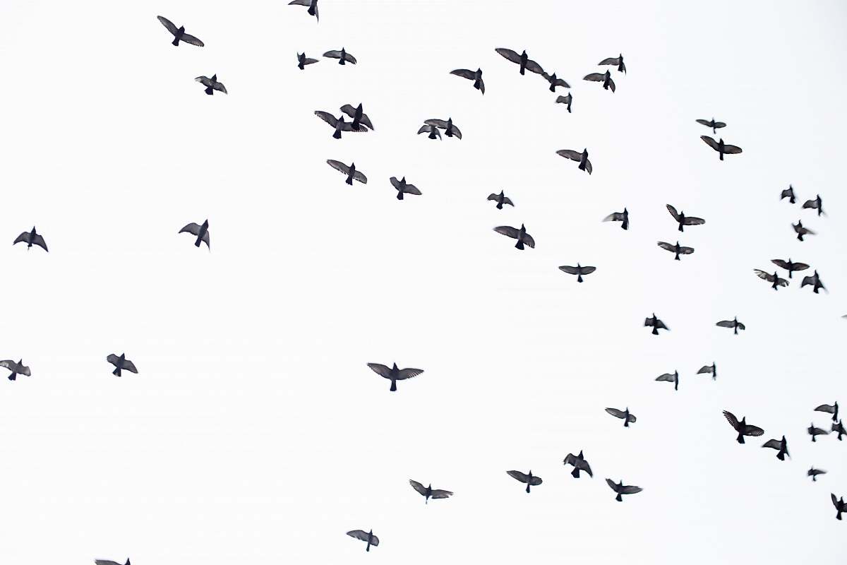 black-and-white flock of birds flock