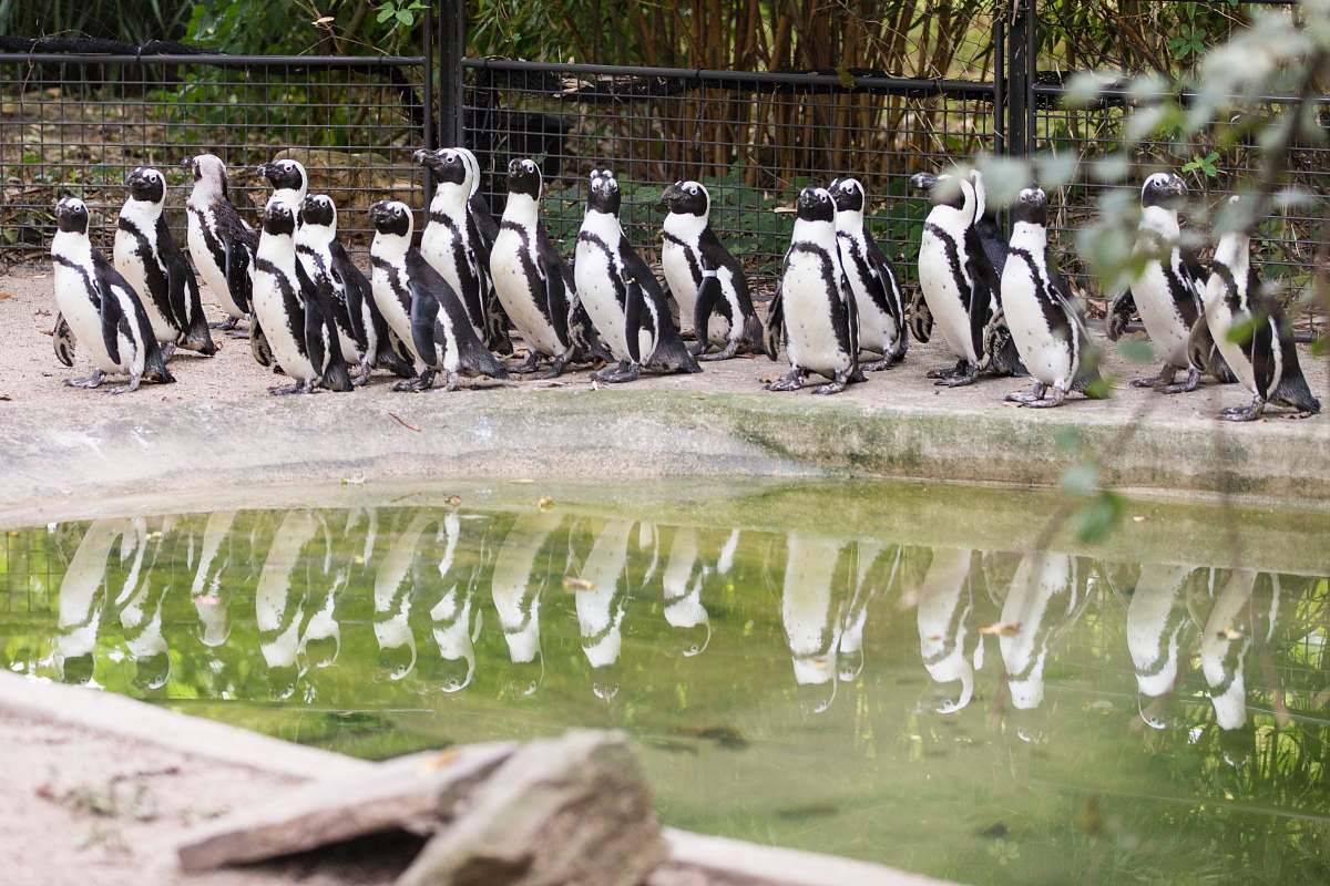 bird flock of penguins penguin