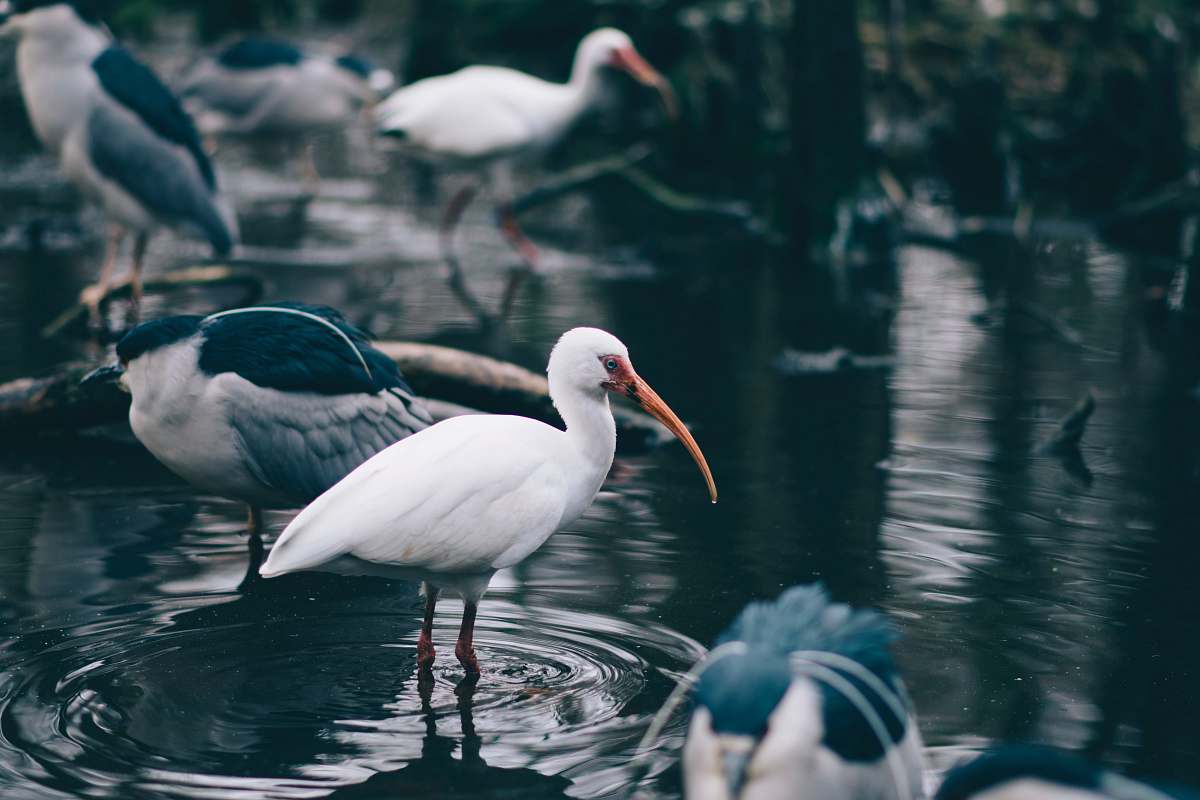water flock of stork in body of water bird