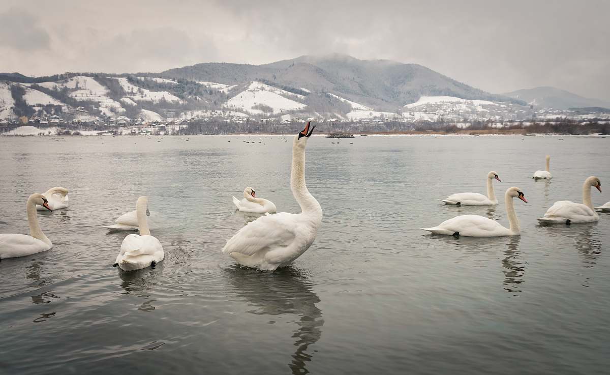 bird flock of swan on body of water grey