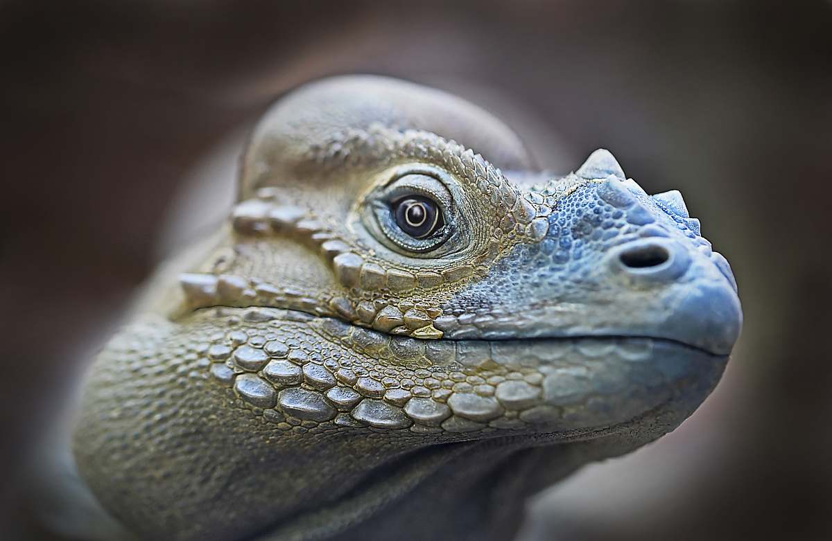 lizard focus photography of tortoise head iguana