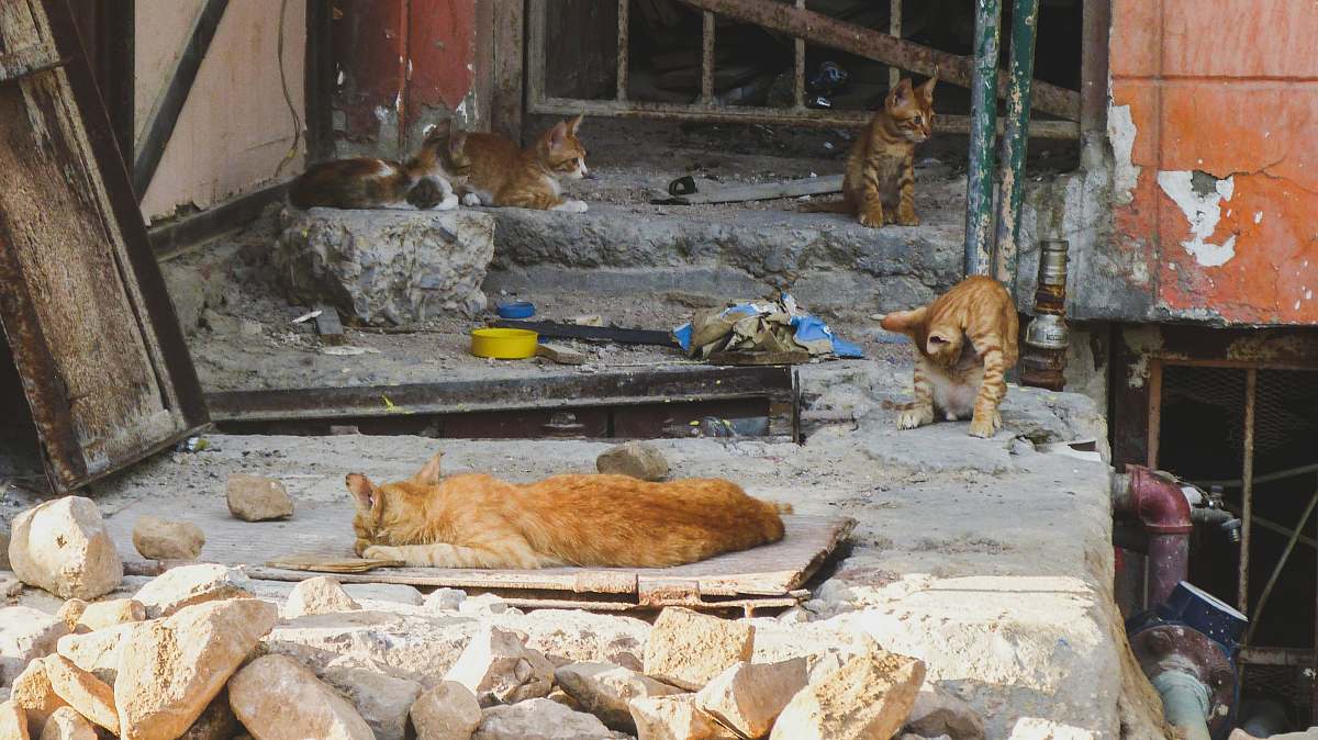 mammal four orange tabby cats on ground lion