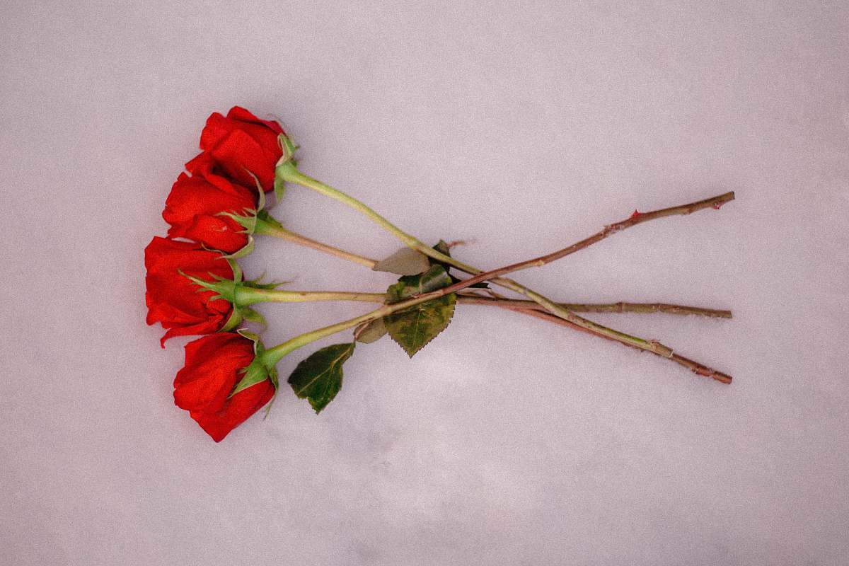 plant four red roses on white surface insect