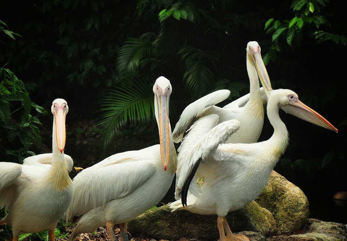 bird four white Pelican birds pelican