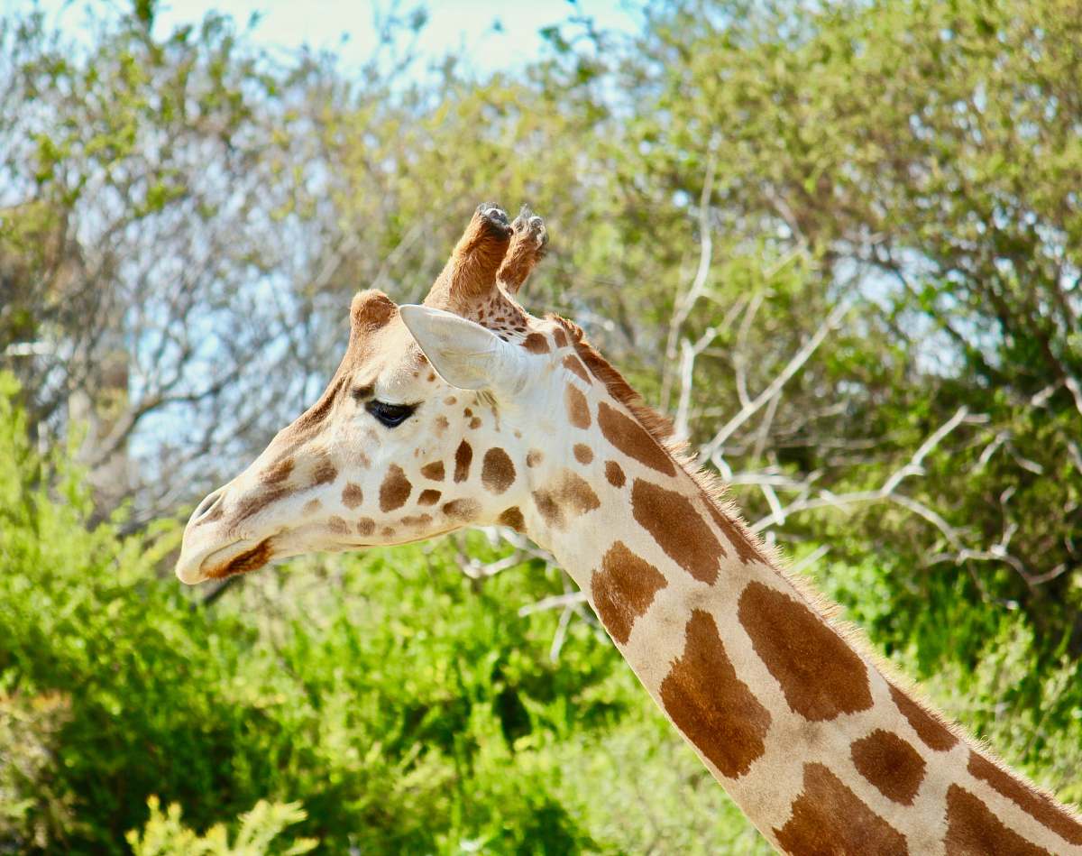 wildlife Giraffe inside forest giraffe