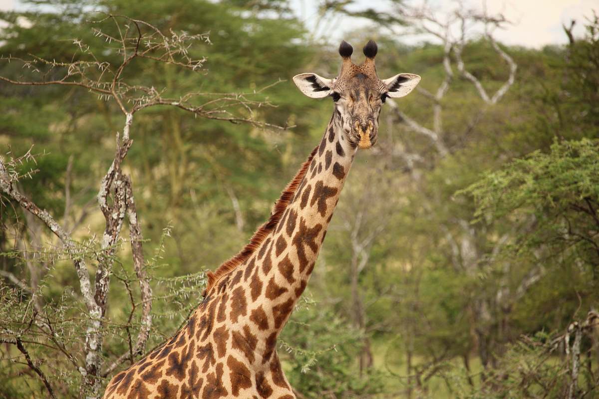 giraffe giraffe near green trees at daytime wildlife