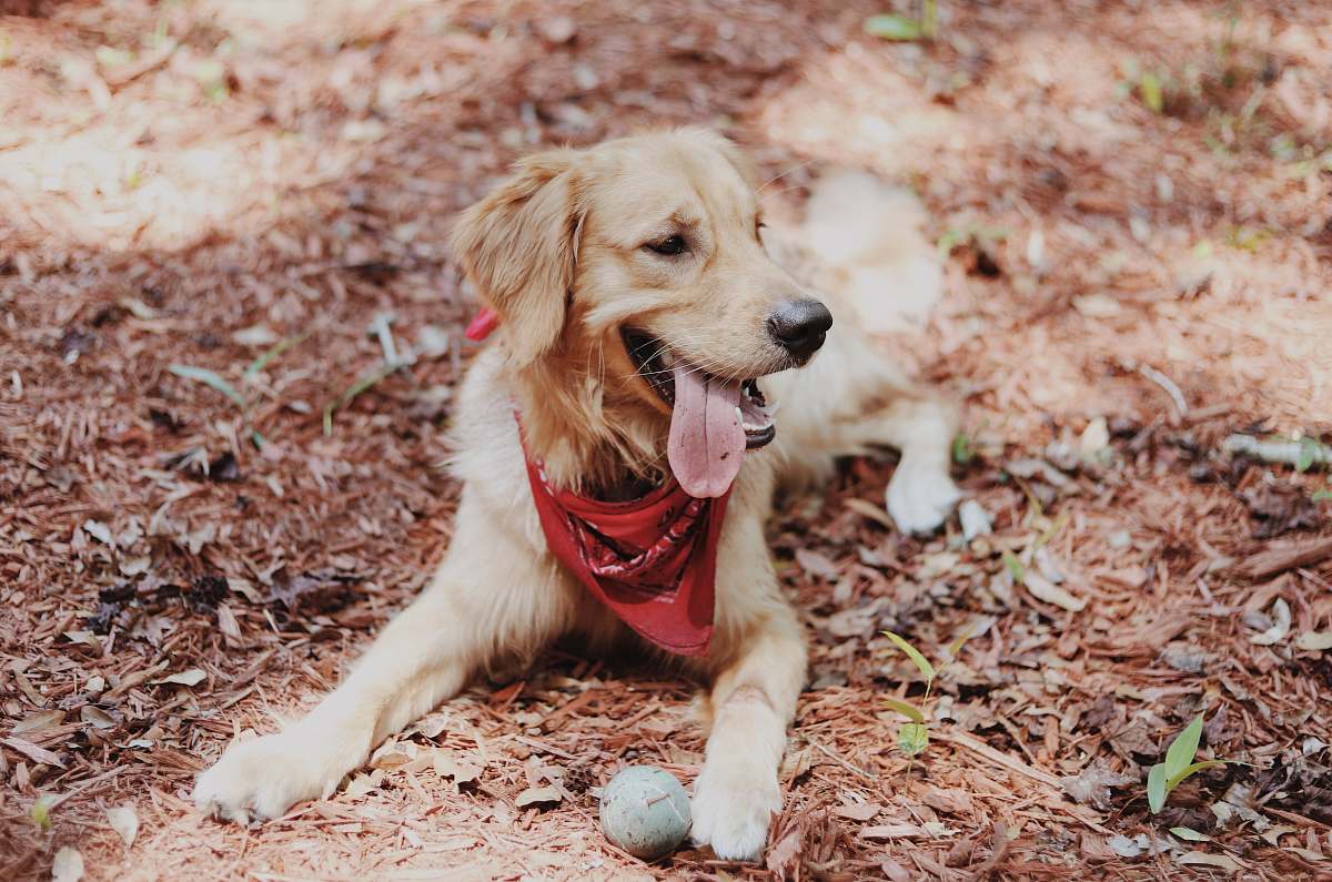 canine golden retriever puppy lying on soil ground pet