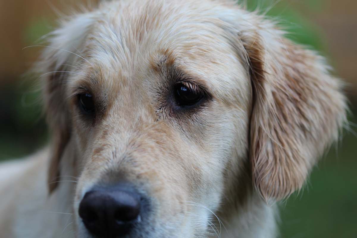 dog golden retriever puppy macro photography canine