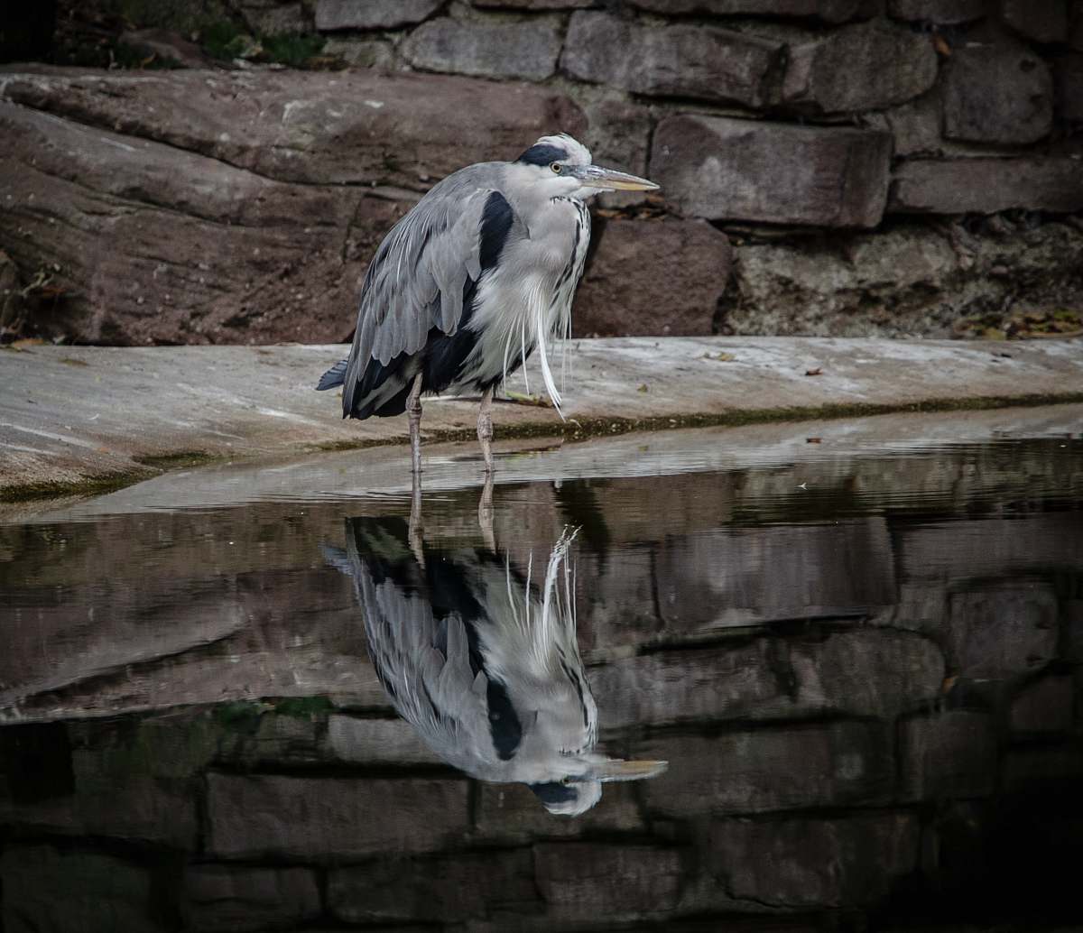 bird gray and black bird heron