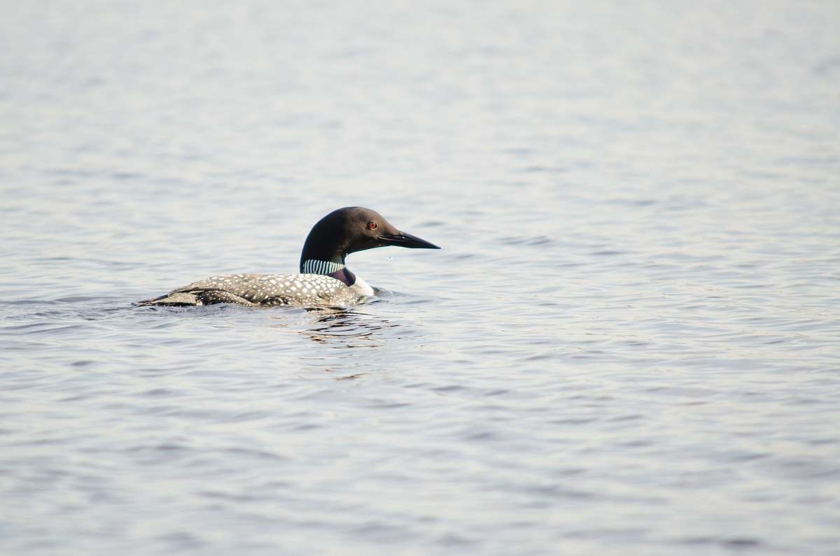 bird gray and black duck on body of water duck