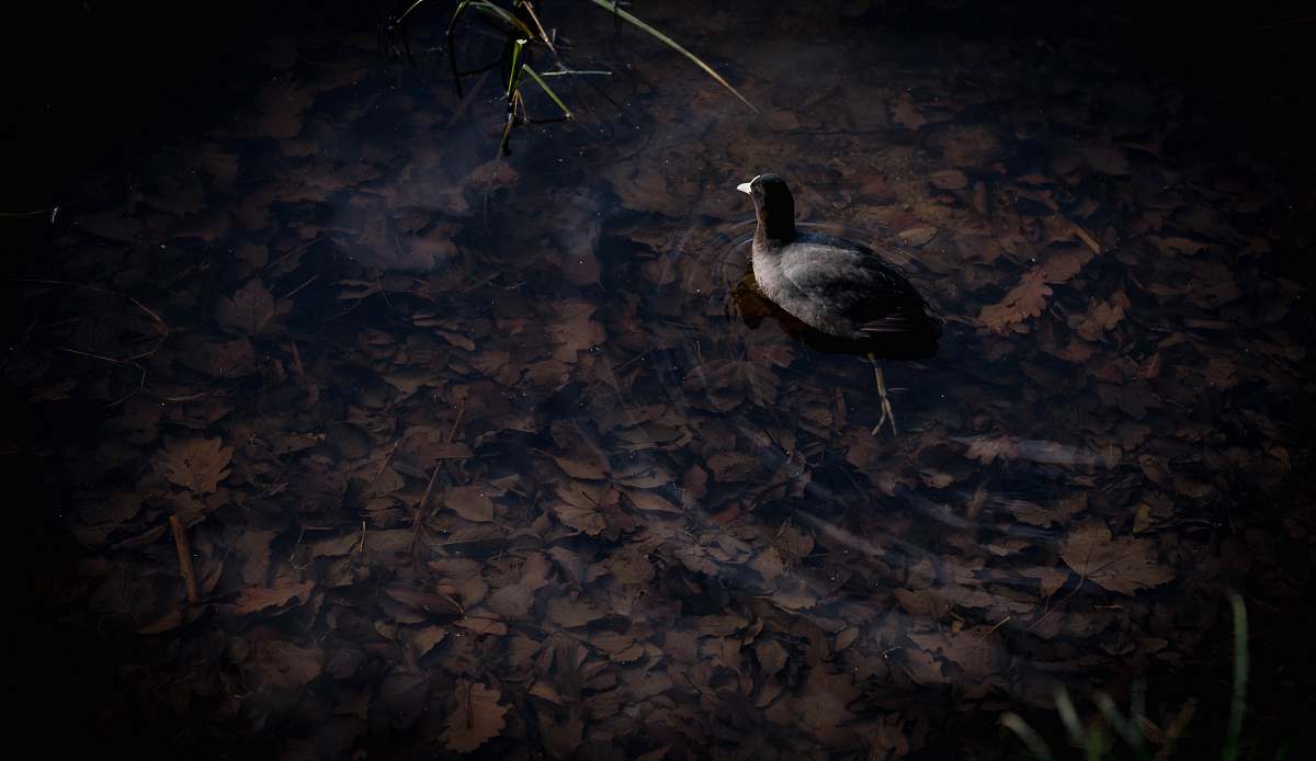 bird gray and black small-beaked bird outdoors