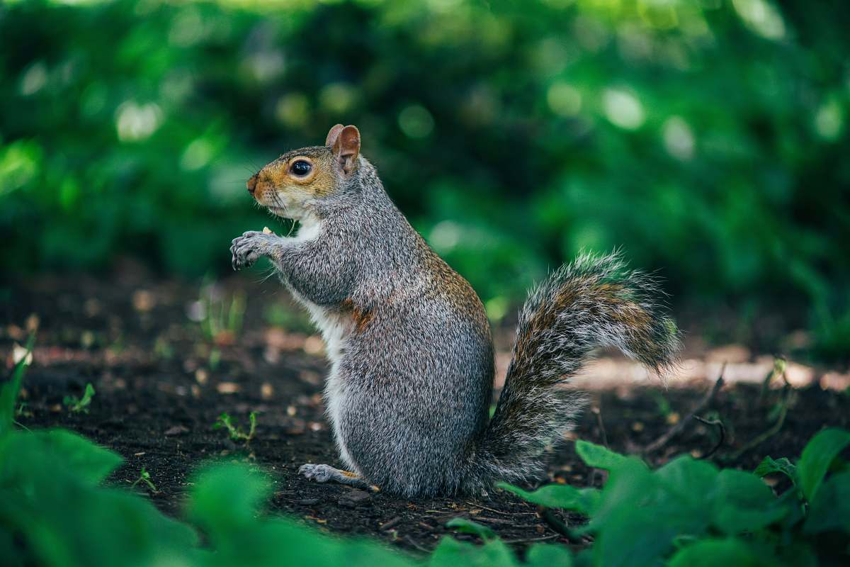mammal gray and brown squirrel squirrel