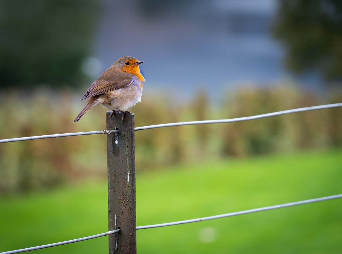 bird gray and white bird on fence robin