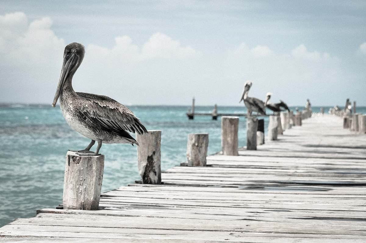 bird gray-and-white birds on wooden sea dock at daytime ocean