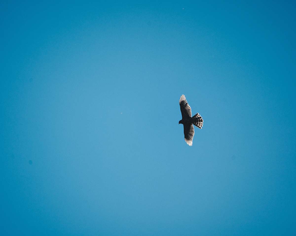 bird gray and white flying bird flying