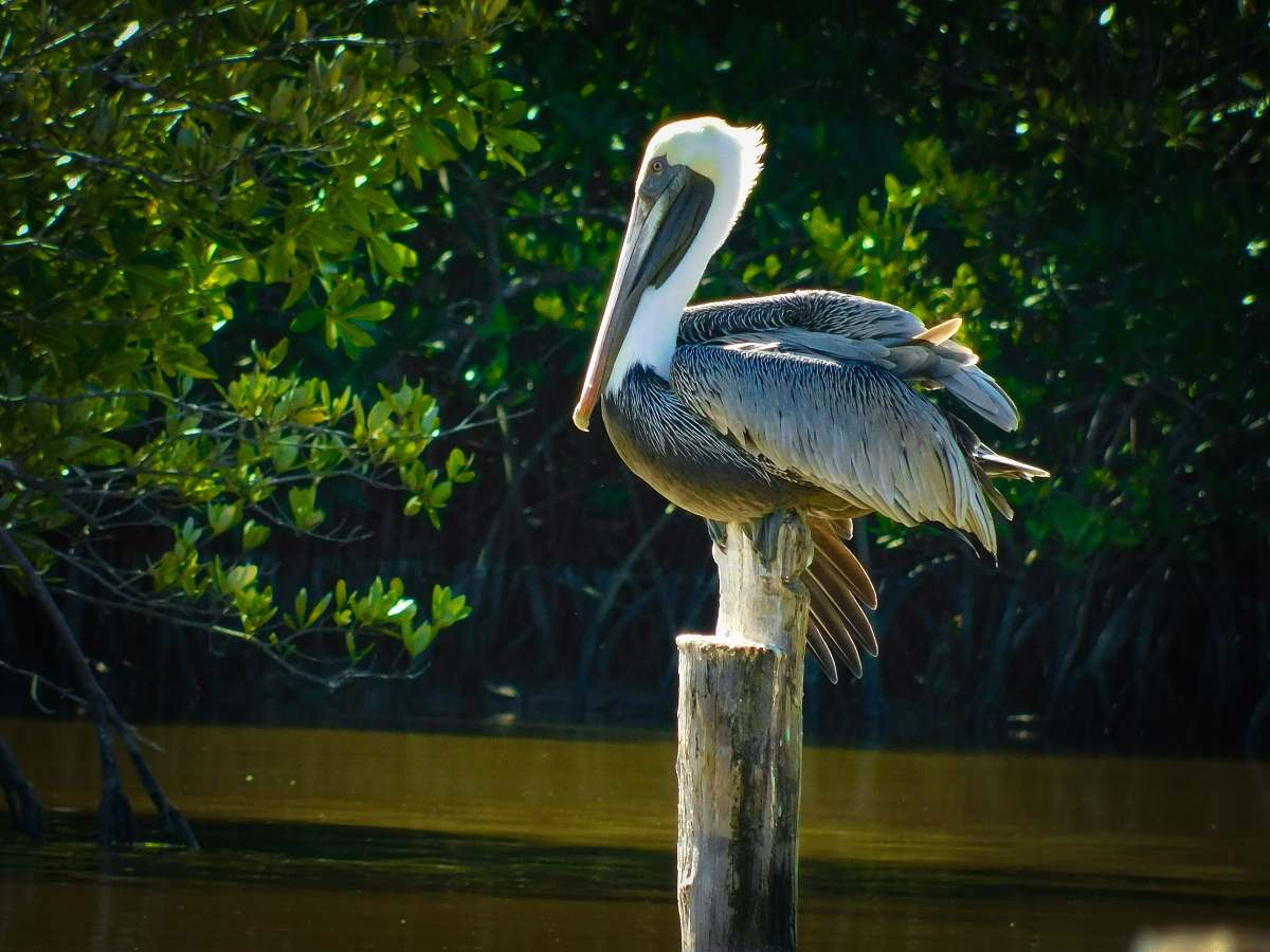 bird gray and white pelican perched on wooden post pelican
