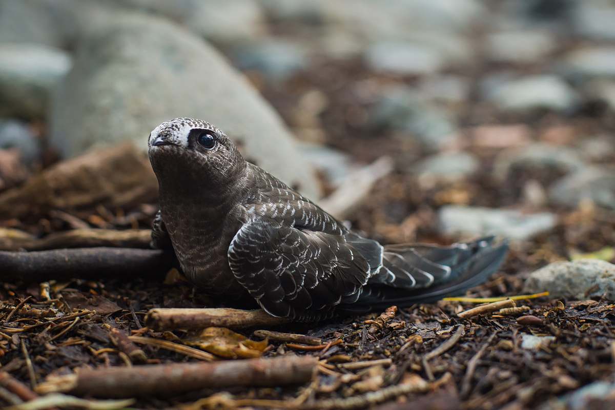 bird gray beakless bird on ground rocks