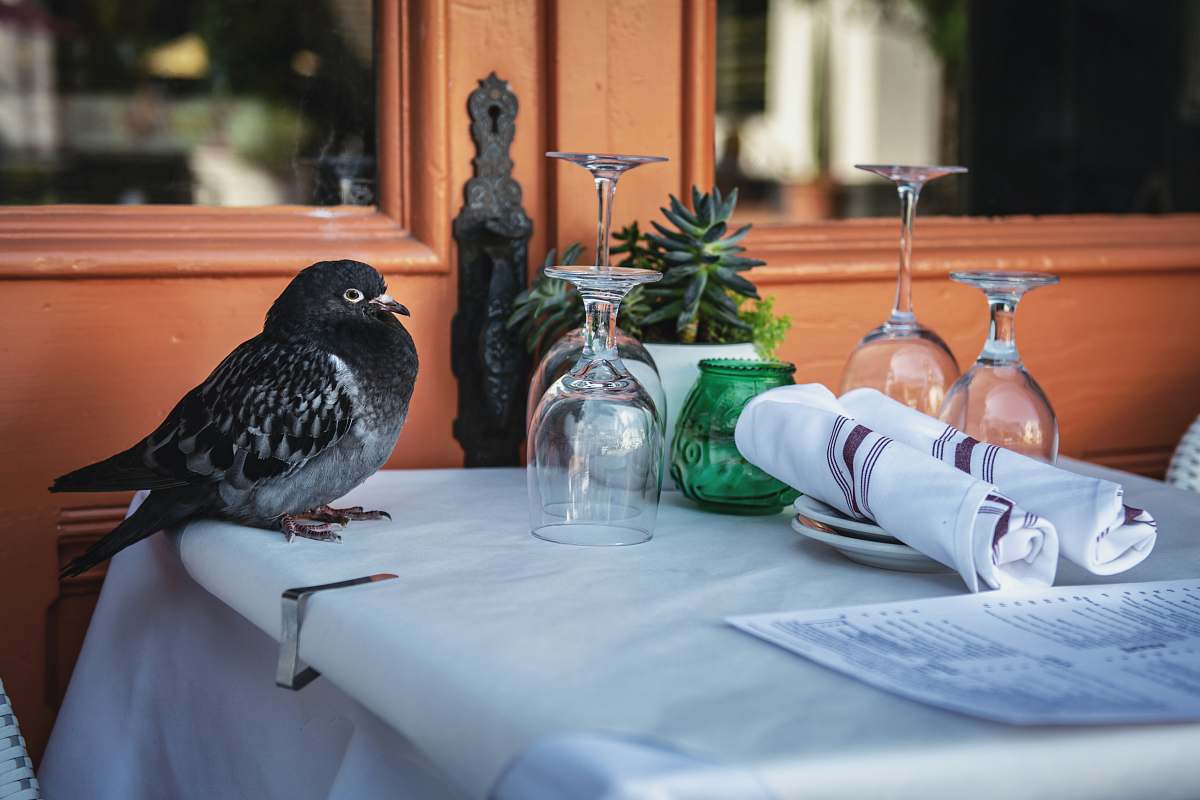 bird gray bird beside wine bottles glass