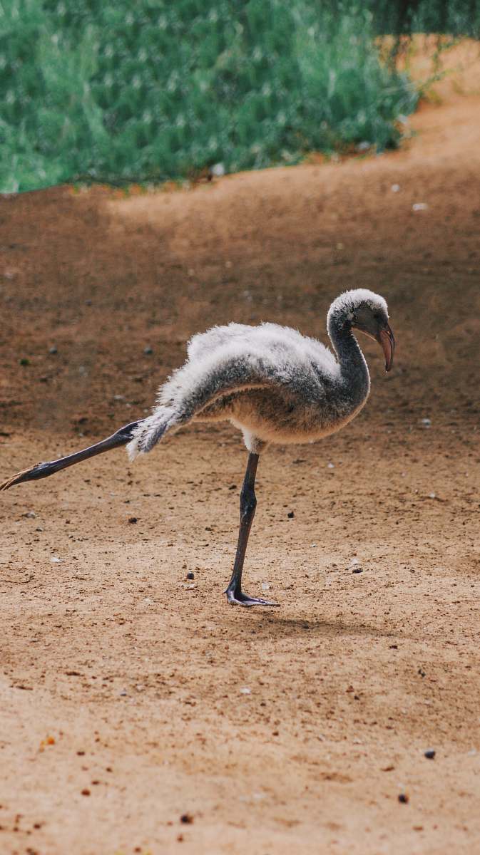bird gray bird ground