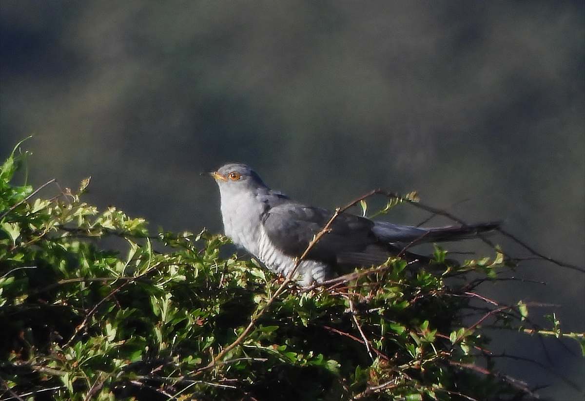 bird gray bird on tree accipiter