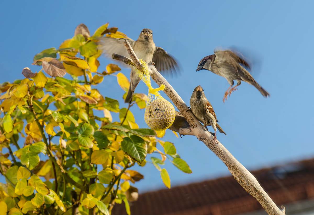 bird gray bird on yellow plants sparrow