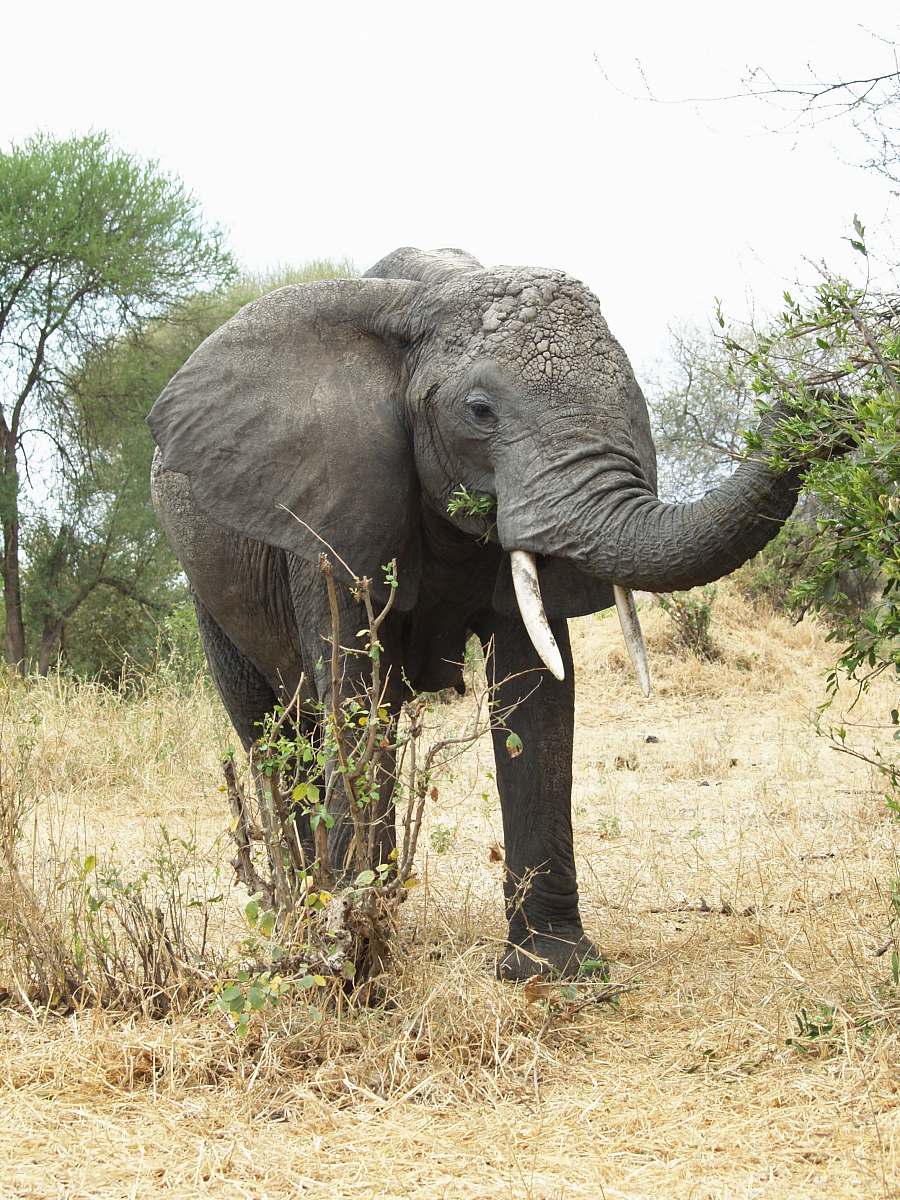 elephant gray elephant mammal