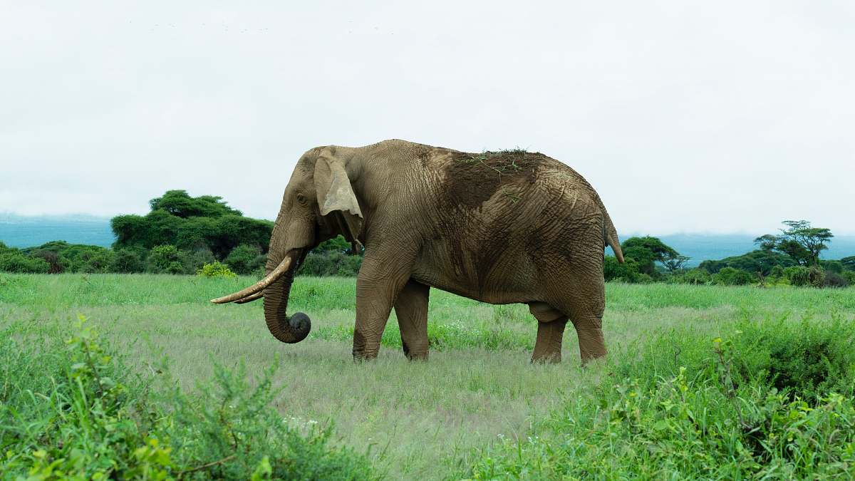 mammal gray elephant on green grass field elephant