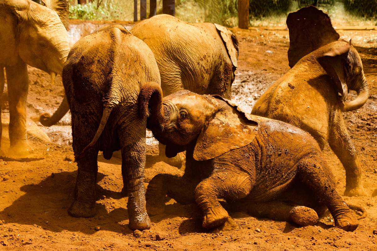 wildlife gray elephants on brown sand elephant