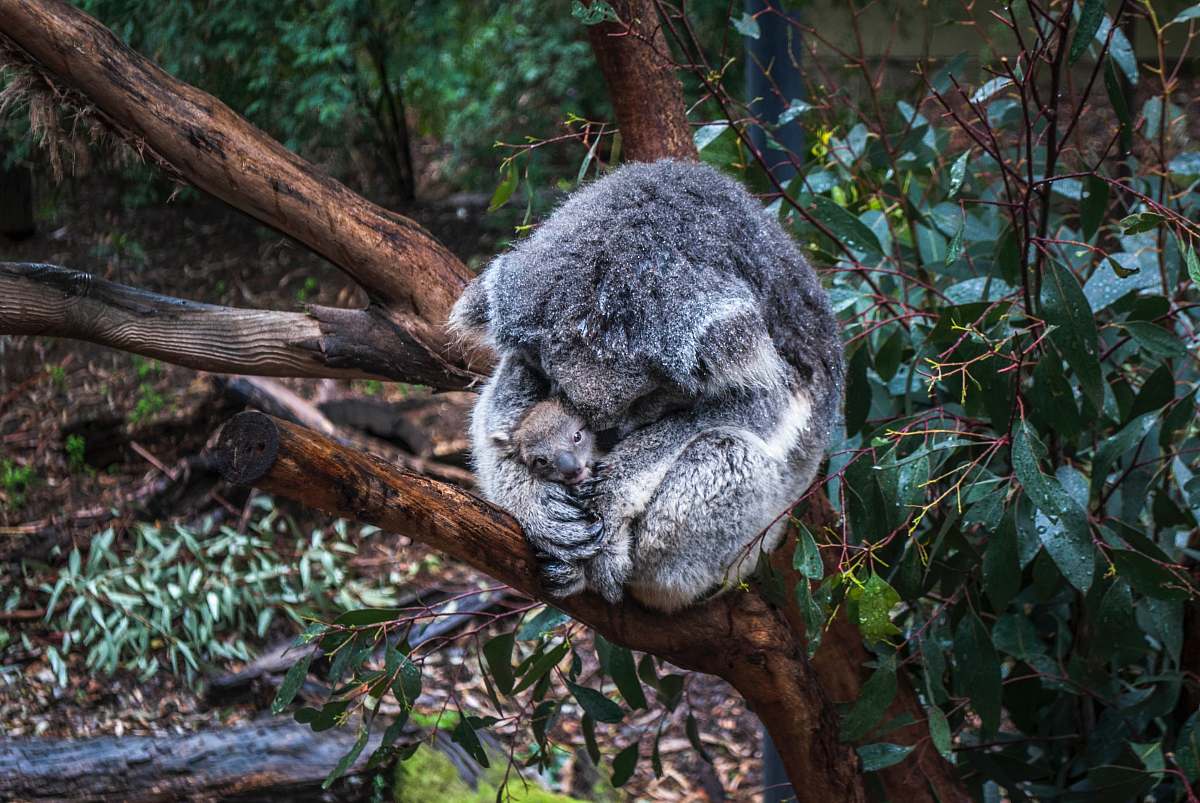 wildlife gray mother koala hugging baby koala koala