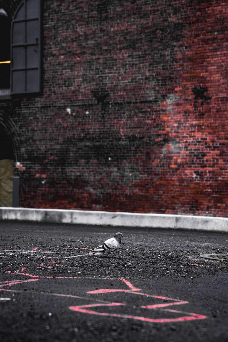 bird gray pigeon on gray concrete pavement asphalt