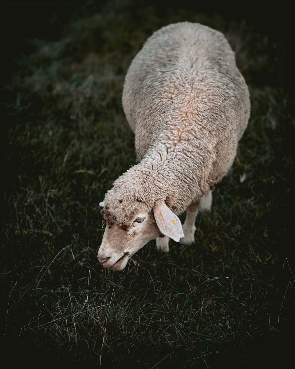 mammal gray sheep eating grass sheep