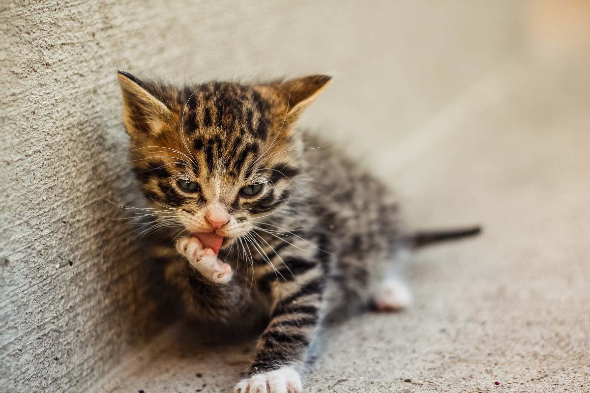 cat gray tabby kitten lying beside concrete wall kitten