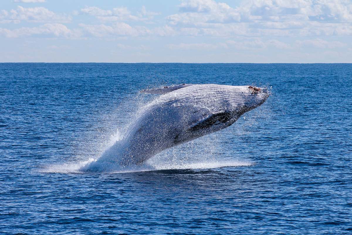 whale gray whale jumping on sea at daytime australia