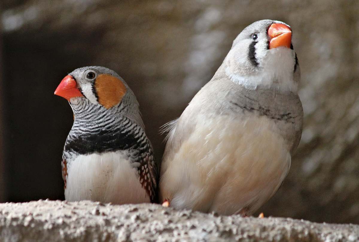 Bird Gray-white-and-black Birds Finch Image Free Photo