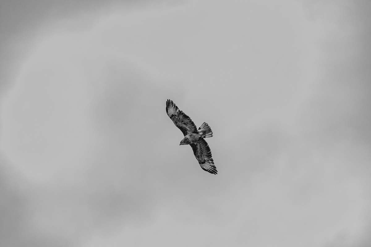 flying grayscale photo of bird flying black-and-white