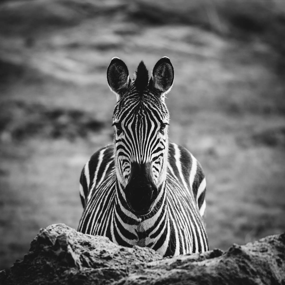 black-and-white grayscale photo of zebra zebra