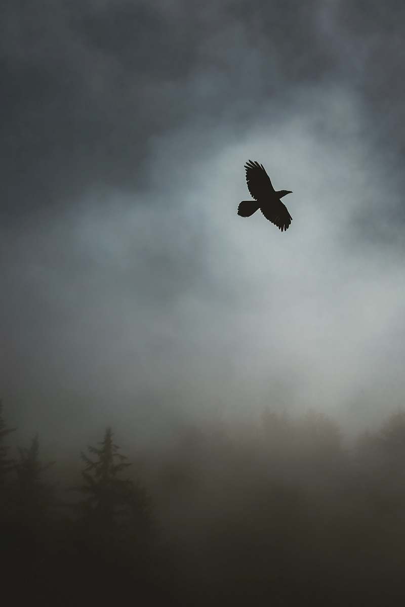 bird grayscale photography of bird flying in the sky grey