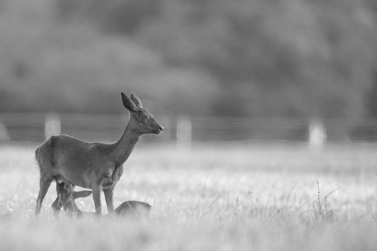 black-and-white grayscale photography of deer on grass field antelope